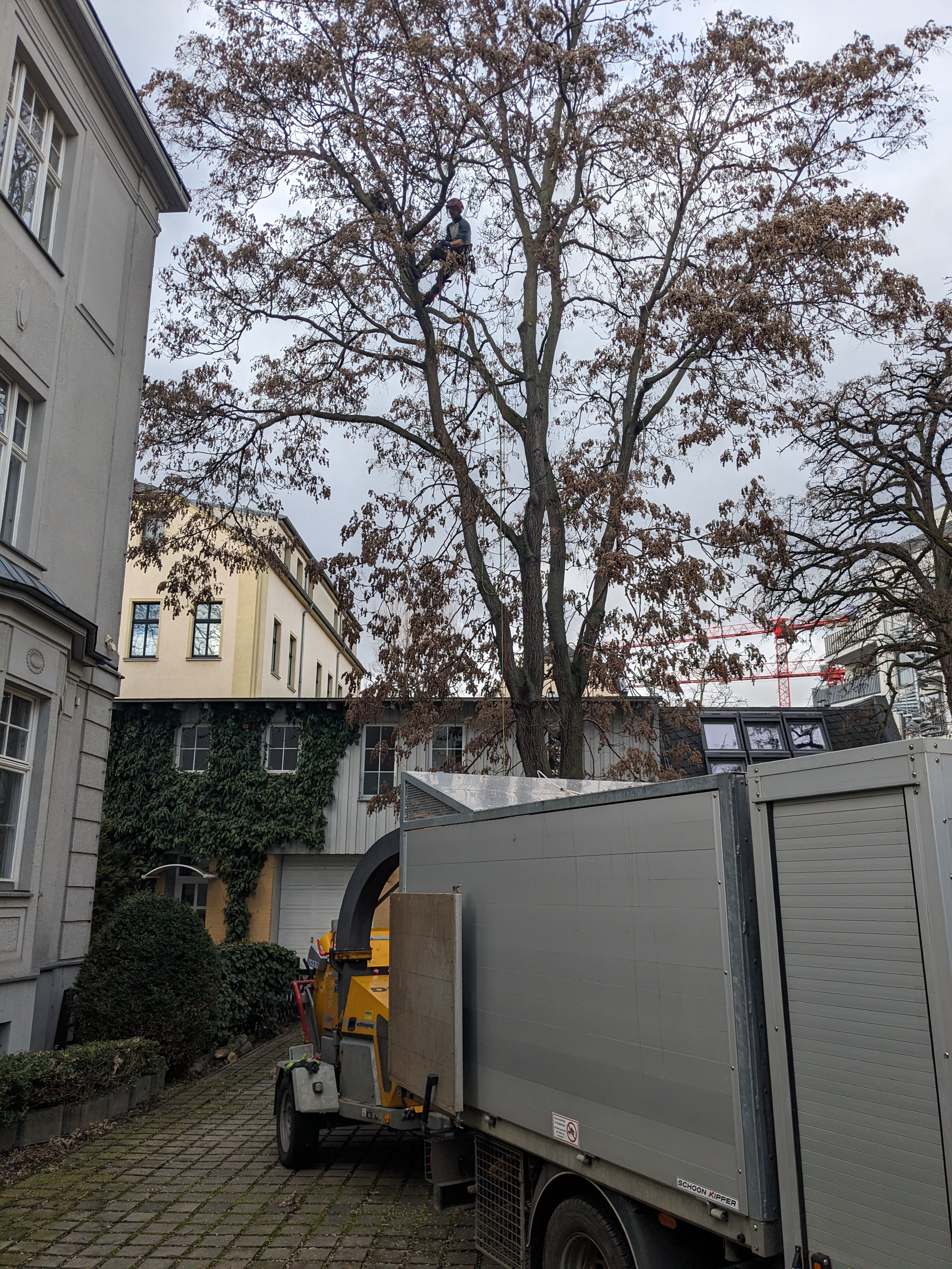 Kronenpflege durch Baumpfleger in Leipzig