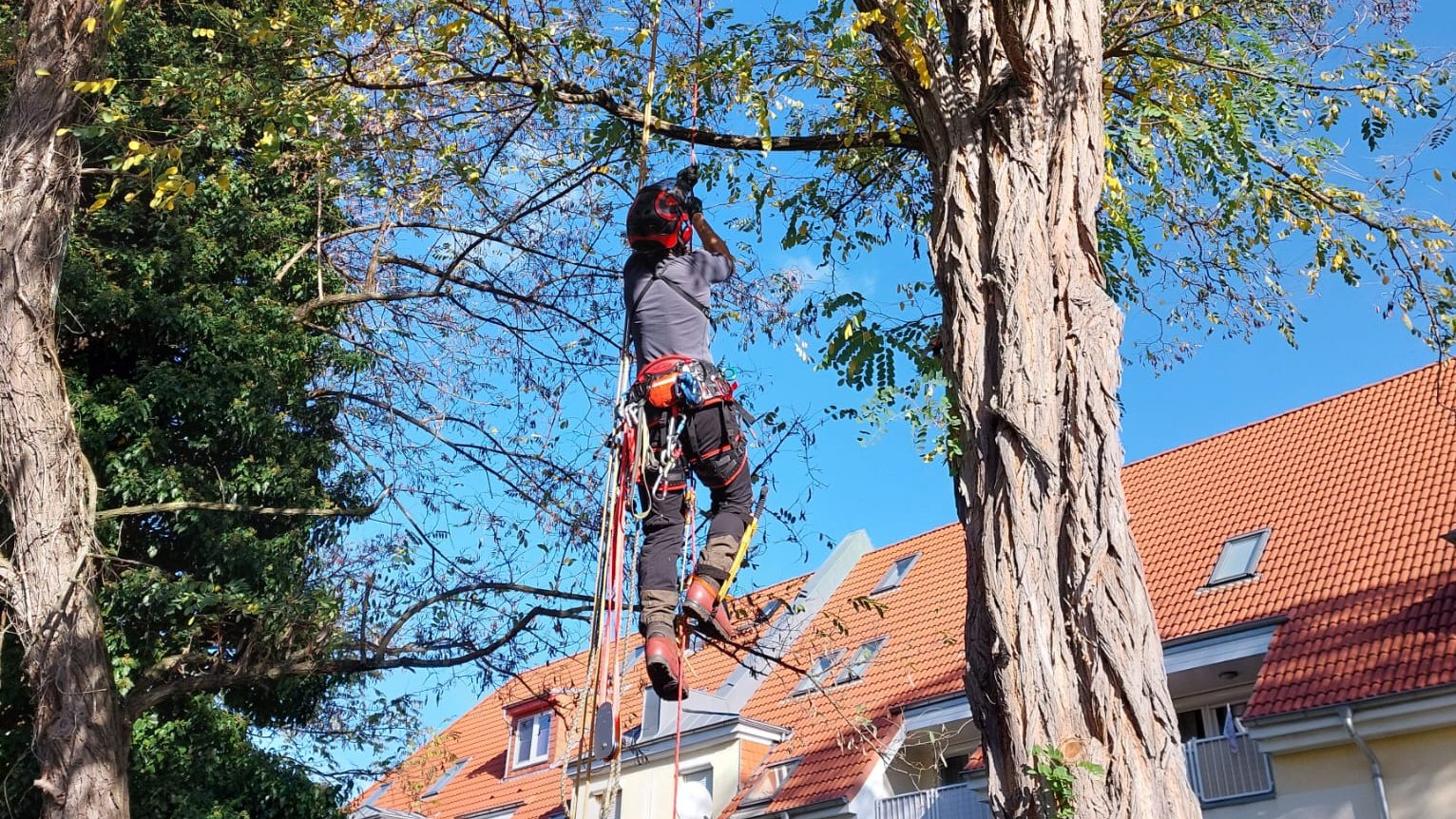 Sandro Vierke bei der Baumpflege in Leipzig Stadtgebiet