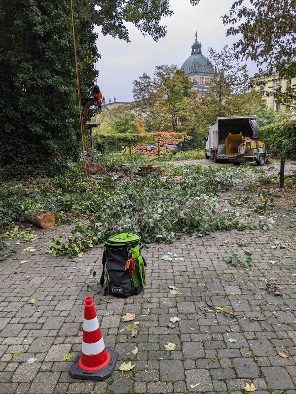 Baumpflege Innenstadt